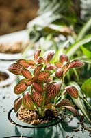 Young houseplant after planting into a module for a vertical garden 