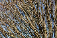 Carpinus betulus 'Fastigiata' - Hornbeam - tree branches 