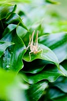 Cricket on Hosta 'Zitronenfalter'  - Plantain Lily  'Zitronenfalter'  
