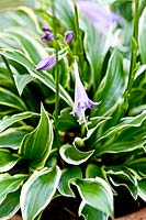 Hosta 'gingko craig'