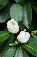 Camellia gordonia closed flowers