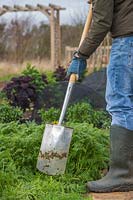 Man using spade to dig Phacelia into soil of vegetable garden