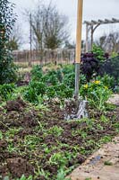 Phacelia after being dug into vegetable bed as green manure