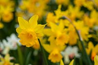 Narcissus 'February Gold' - Daffodil 'February Gold'
