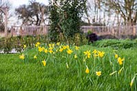 Narcissus 'February Gold' - Miniature Daffodil in flower on a bank on turfed lawn.