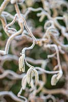 Corylus avellana 'Contorta' - Corkscrew hazel with catkins in frost