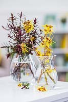 Glass vases filled with cut Hebe 'Caledonia' and Witch Hazel