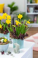 Narcissus 'Tete-a-tete' and Hebe 'Caledonia' in blue ceramic pots with Easter rabbit