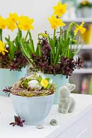 Easter display on sideboard. Nest with egg and Primula, Easter Rabit and pots planted with Narcissus 'Tete-a-tete' and Hebe 'Caledonia' 