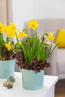 Narcissus 'Tete-a-tete' and Hebe 'Caledonia' in blue ceramic pots