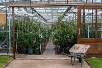 Rosa - Rose - breeding in commercial glasshouse, view through open door 