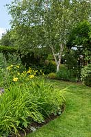 A curved mowed grass path around perennial borders with Hemerocallis and a white-stemmed Betula - Birch