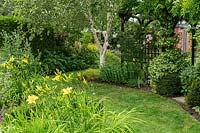 A suburban garden with a curving mowed grass path winding round perennial borders with Hemerocallis, a small pergola, and a white-stemmed Betula - Birch