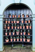 Display of Galanthus - Snowdrop - in small pots in an Auricula Theatre