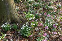 Helleborus - Hellebore and Galanthus nivalis - Snowdrop -flowering round a tree
