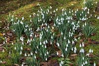 Galanthus 'James Backhouse' - Snowdrop - drift growing amongst moss and fallen leaves
