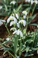 Galanthus 'Hill Poe' - Snowdrop