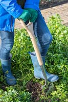 Woman using spade to chop and dig green manure into soil in vegetable garden. 