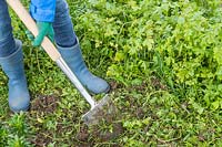 Woman using spade to chop and dig green manure into soil in vegetable garden. 