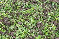 Green manure cut back and dug over in bed. 