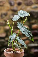 Begonia maculata 'Wightii' 