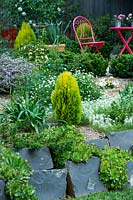 A straw-mulched garden, with flowering ground cover plants. By a bluestone retaining wall grows Agapanthus and dwarf Golden Biota, with yellow foliage.
