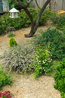 A straw-mulched garden with flowering ground cover plants.