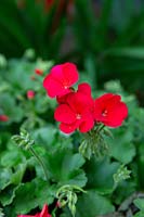 Pelargonium.