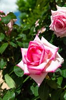 Hybrid tea rose 'Sweet Parole'.