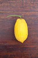 Citrus medica rugoso - Citron 