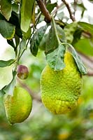 Citrus medica 'Bicolore di Lucca' - Citron - hanging fruit