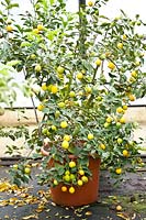 Potted Citrus medica 'San Domenico' for sale undercover in a nursery 