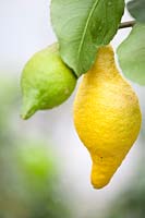 Citrus medica 'Piretto' - Citron - ripe and unripe fruit