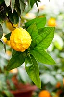 Citrus medica 'Canarone' - Citron 