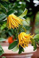 Citrus medica digitata - BuddhaÂ´s Hand - fruits with 'fingers' 