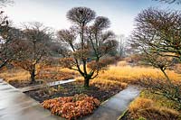 Cloud topiary Carpinus - Hornbeam - trees  in beds surrounded by paving 