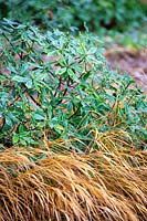 Daphne odora 'Aureomarginata' and Hackonechloa macra.