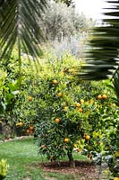 Citrus - Orange - tree, specimen in grass