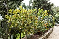 Fortunella margarita - Kumquat - in raised bed at end terrace planted with grey Cactus 