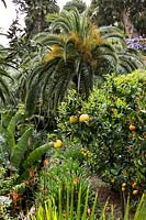 View along terrace with Citrus - trees, Palm trees beyond