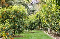 Citrus, some in grass and others in rows in ground