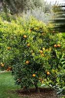 Citrus aurantium salicifolia - Willowleaf Sour Orange - growing in grass 