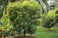 Citrus aurantium salicifolia - Willowleaf Sour Orange - in an orchard or grove 