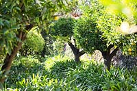 Citrus trees with Agapanthus underplanting 