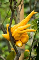 Citrus medica digitata - Buddha's Hand - showing 'fingers' of the fruit