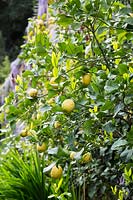 Citrus 'Femminello Zafara Bianca' - Lemon 