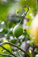 Citrus 'femminello Zafara Bianca' - Lemon - green unripe fruit 