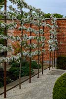 Malus 'Evereste' - Crabapple - pleached trained espalier in blossom, free-standing screen planted in gravel, joins brick wall