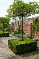 Pyrus calleryana 'Chanticleer' - Parasol pruned Pear - tree underplanted with Buxus sempervirens - Box square, set in paved area