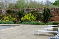 View across paved terrace with recliners to a border backed by old brick wall, planting: Tulipa - Tulip -'Negrita', 'Shirley' and 'White Dream', Nepeta - Catmint,  Euphorbia characias subsp. wulfenii - Spurge and Taxus baccata fastigata - Irish Yew 